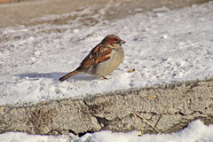 Passer domesticus