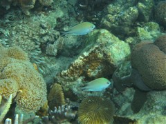 Altrichthys azurelineatus