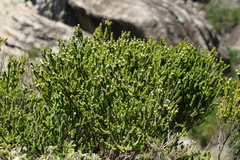 Baeckea imbricata