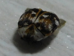 Anthrenus picturatus