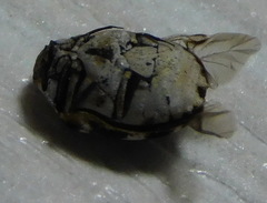 Anthrenus picturatus
