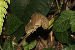 Calumma oshaughnessyi