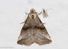 Zebeeba falsalis