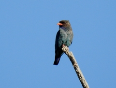 Eurystomus orientalis pacificus