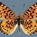 Boloria myrina tollandensis - Photo (c) Todd Stout, some rights reserved (CC BY-NC), uploaded by Todd Stout