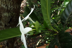 Atractocarpus heterophyllus