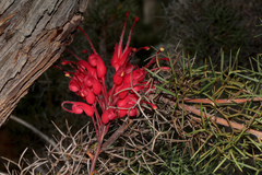 Grevillea wilsonii