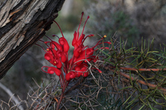 Grevillea wilsonii