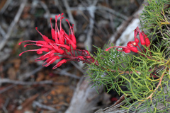 Grevillea wilsonii