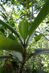 Atractocarpus heterophyllus