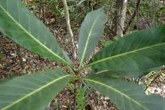 Atractocarpus heterophyllus