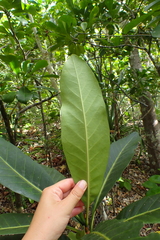 Atractocarpus heterophyllus
