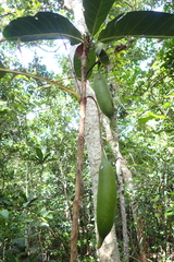 Atractocarpus heterophyllus