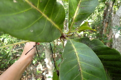 Atractocarpus heterophyllus