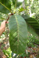 Atractocarpus heterophyllus