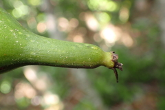 Atractocarpus heterophyllus