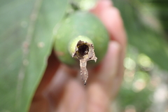 Atractocarpus heterophyllus