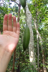 Atractocarpus heterophyllus