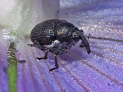 Zacladus geranii