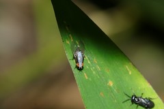 Homoneura discoglauca