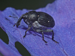 Zacladus geranii