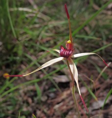 Caladenia australis