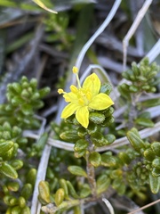 Asterolasia trymalioides