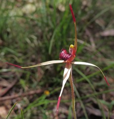 Caladenia australis