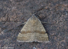 Phytometra sanctiflorentis