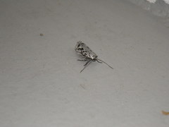 Ethmia semitenebrella