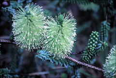 Melaleuca diosmifolia