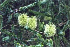 Melaleuca diosmifolia
