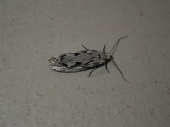 Ethmia semitenebrella