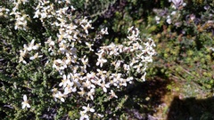 Olearia algida