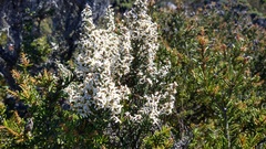 Olearia algida