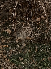 Sylvilagus floridanus
