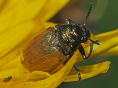 Labidostomis longimana