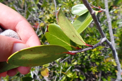 Xylosma pininsularis