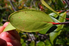 Xylosma pininsularis