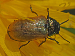 Labidostomis longimana