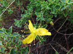 Hypericum balearicum