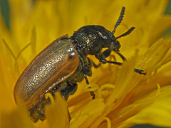 Labidostomis longimana