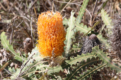Banksia ashbyi