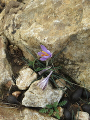 Crocus cambessedesii
