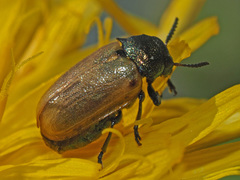 Labidostomis longimana