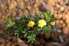 Acacia lateriticola