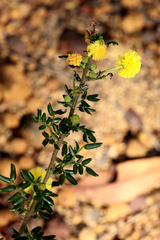 Acacia lateriticola