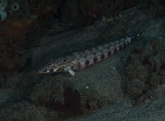 Parapercis clathrata