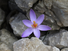 Crocus cambessedesii