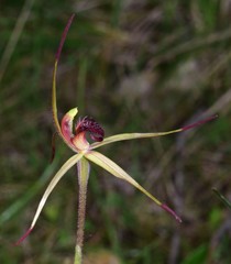 Caladenia australis